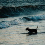 What You Need to Know Before Adopting a Puppy in Sydney
