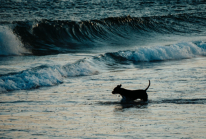 What You Need to Know Before Adopting a&hellip;