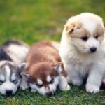 5 Best Breeds for Urban Life in Sydney