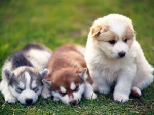 5 Best Breeds for Urban Life in Sydney
